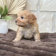 Load image into Gallery viewer, MAEVE - Female Toy Cavoodle - Ready for Home 30th Sept