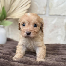 Load image into Gallery viewer, MAEVE - Female Toy Cavoodle - Ready for Home 30th Sept