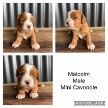 Load image into Gallery viewer, MALCOLM - Male Toy/Mini Cavoodle - Ready Now