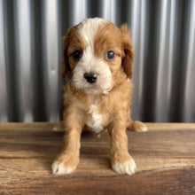 Load image into Gallery viewer, MALCOLM - Male Toy/Mini Cavoodle - Ready Now