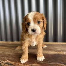 Load image into Gallery viewer, MALCOLM - Male Toy/Mini Cavoodle - Ready Now
