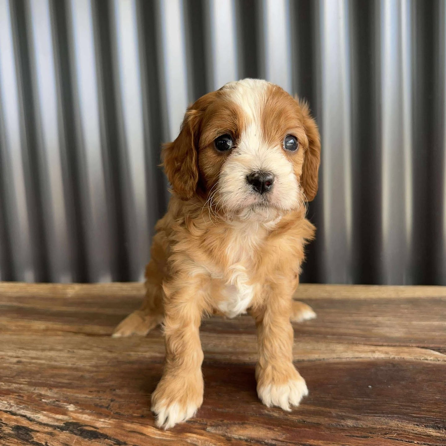 MALCOLM - Male Toy/Mini Cavoodle - Ready Now