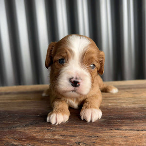 MALCOLM - Male Toy/Mini Cavoodle - Ready Now