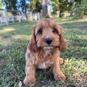 .🌼 MALCOM - Male Toy Cavoodle - Ready Now