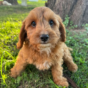 .🌼 MALCOM - Male Toy Cavoodle - Ready Now