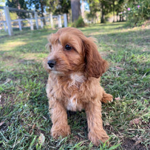 Load image into Gallery viewer, .🌼 MALCOM - Male Toy Cavoodle - Ready Now