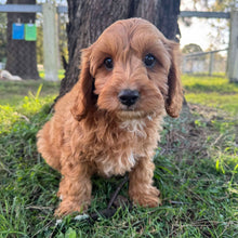 Load image into Gallery viewer, .🌼 MALCOM - Male Toy Cavoodle - Ready Now