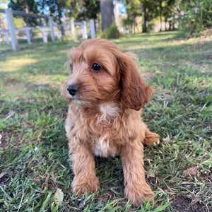.🌼 MALCOM - Male Toy Cavoodle - Ready Now