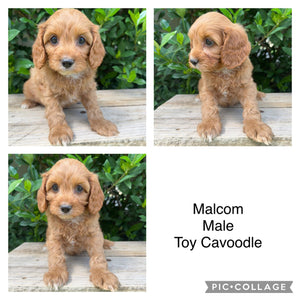 .🌼 MALCOM - Male Toy Cavoodle - Ready Now