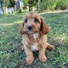 Load image into Gallery viewer, .🌼 MALCOM - Male Toy Cavoodle - Ready Now