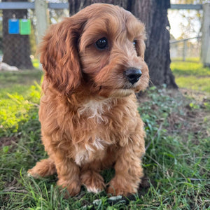 .🌼 MALCOM - Male Toy Cavoodle - Ready Now
