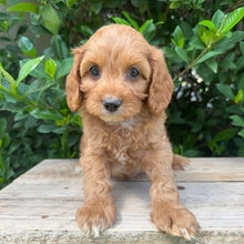 Load image into Gallery viewer, .🌼 MALCOM - Male Toy Cavoodle - Ready Now