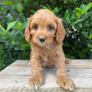 .🌼 MALCOM - Male Toy Cavoodle - Ready Now