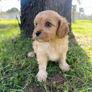 MANNY - Male Toy Cavoodle - Ready Now
