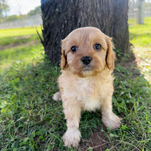 MANNY - Male Toy Cavoodle - Ready Now