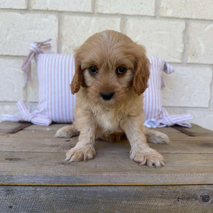 MANNY - Male Toy Cavoodle - Ready Now