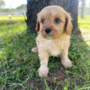 MANNY - Male Toy Cavoodle - Ready Now
