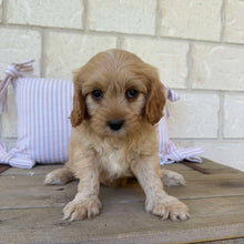 Load image into Gallery viewer, MANNY - Male Toy Cavoodle - Ready Now