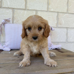 MANNY - Male Toy Cavoodle - Ready Now