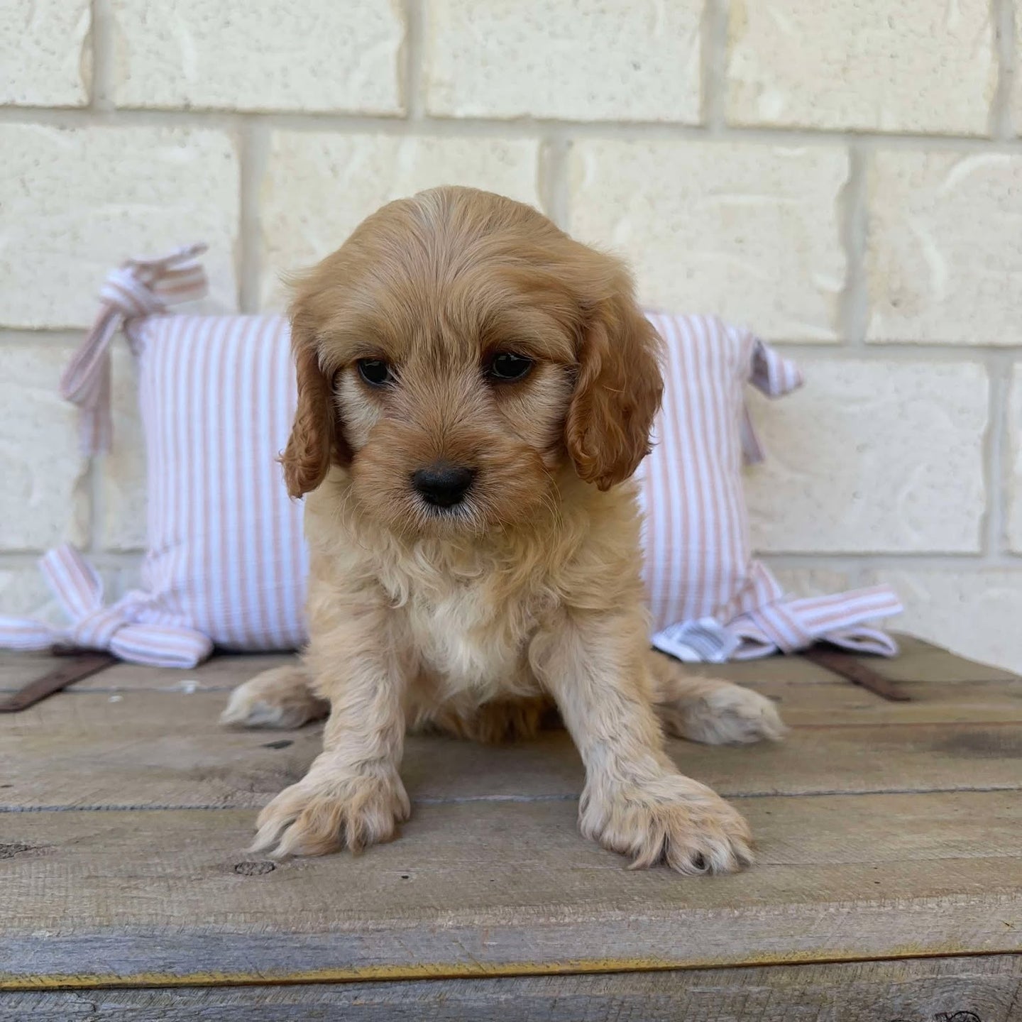 MANNY - Male Toy Cavoodle - Ready Now