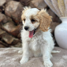 Load image into Gallery viewer, MAPLE - Female Toy Cavoodle - Ready 30th Sept