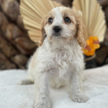 Load image into Gallery viewer, MAPLE - Female Toy Cavoodle - Ready 30th Sept