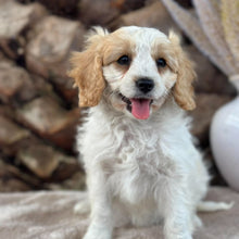 Load image into Gallery viewer, MAPLE - Female Toy Cavoodle - Ready 30th Sept