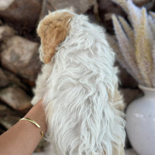 Load image into Gallery viewer, MAPLE - Female Toy Cavoodle - Ready 30th Sept