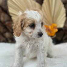 Load image into Gallery viewer, MAPLE - Female Toy Cavoodle - Ready 30th Sept