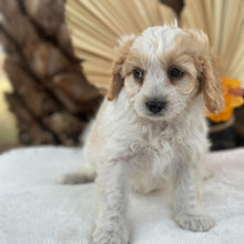 Load image into Gallery viewer, MAPLE - Female Toy Cavoodle - Ready 30th Sept