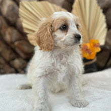 Load image into Gallery viewer, MAPLE - Female Toy Cavoodle - Ready 30th Sept