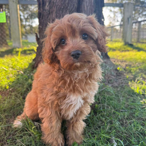 SPECIAL PROMO: MACAROON - Female Toy Cavoodle - Ready Now