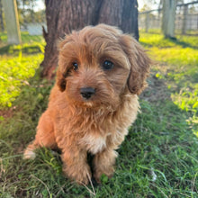 Load image into Gallery viewer, SPECIAL PROMO: MACAROON - Female Toy Cavoodle - Ready Now
