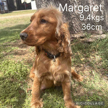 Load image into Gallery viewer, MARS - Male Toy Spoodle - Ready Now