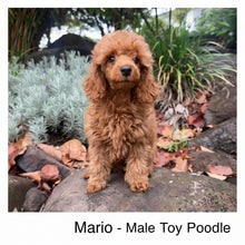 Load image into Gallery viewer, HANK - Male Toy Cavoodle - Ready Now 🌟 Free Flight Offer 🌟