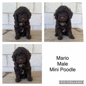 MARIO - Male Mini Poodle - Ready Now