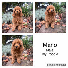 Load image into Gallery viewer, COLBY - Male Toy Cavoodle - Ready 20 Oct