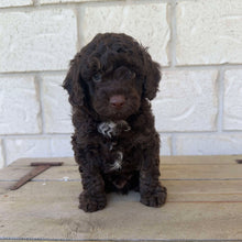 Load image into Gallery viewer, MARIO - Male Mini Poodle - Ready Now