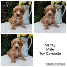 Load image into Gallery viewer, MARLEY - Male Toy Cavoodle - Ready 10th March