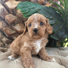 Load image into Gallery viewer, MARLEY - Male Toy Cavoodle - Ready 10th March