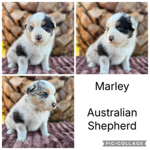 Load image into Gallery viewer, Male &amp; Female - AUSTRALIAN SHEPHERDS - Ready 17th July