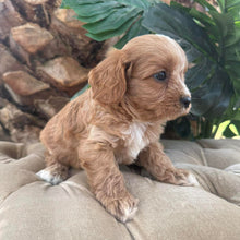 Load image into Gallery viewer, MARLEY - Male Toy Cavoodle - Ready 10th March
