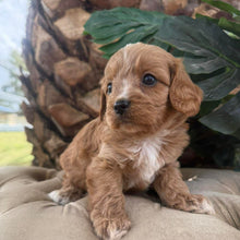 Load image into Gallery viewer, MARLEY - Male Toy Cavoodle - Ready 10th March