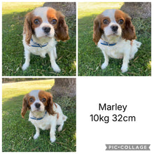 Load image into Gallery viewer, MINTY - Male Mini Cavoodle - Ready 13th May