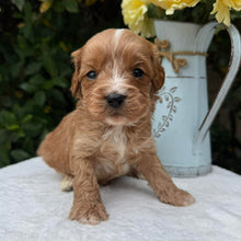 Load image into Gallery viewer, MARLEY - Male Toy Cavoodle - Ready 10th March