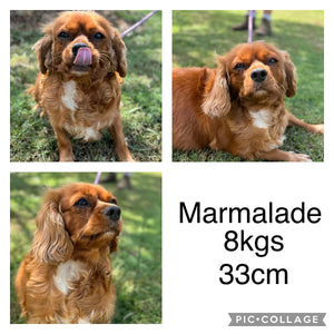 .✨MARMALADE - Cavalier  Adult Rehomer - Ready Now