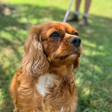 Load image into Gallery viewer, .✨MARMALADE - Cavalier  Adult Rehomer - Ready Now