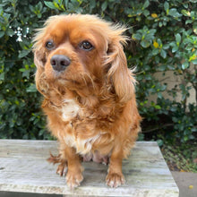 Load image into Gallery viewer, .✨MARMALADE - Cavalier  Adult Rehomer - Ready Now