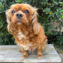 Load image into Gallery viewer, .✨MARMALADE - Cavalier  Adult Rehomer - Ready Now