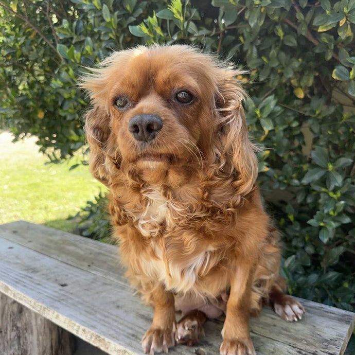 .✨MARMALADE - Cavalier  Adult Rehomer - Ready Now